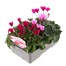 Cyclamen Miracle Mixed 6 Pack Boxed BeddingAlternative Image3