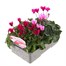 Cyclamen Miracle Mixed 6 Pack Boxed Bedding Alternative Image