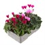 Cyclamen Miracle Mixed 6 Pack Boxed Bedding Alternative Image