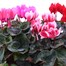 Cyclamen Mixed 6.5L Pot Bedding  Alternative Image