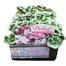 Cyclamen Silverado Purple Shades Mix 6 Pack Boxed Bedding Alternative Image