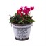 Cyclamen Vintage Tin Bedding Decorative Planter Alternative Image
