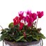 Cyclamen Vintage Tin Bedding Decorative Planter Alternative Image