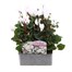 Cyclamen White 6 Pack Boxed Bedding Alternative Image