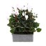 Cyclamen White 6 Pack Boxed Bedding Alternative Image