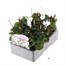Cyclamen White 6 Pack Boxed Bedding Alternative Image