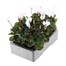 Cyclamen White 6 Pack Boxed Bedding Alternative Image
