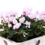 Cyclamen Wooden Sqaure Heart Bedding Planter - Design 1 Alternative Image