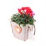Cyclamen Wooden Sqaure Heart Bedding Planter - Design 2 Alternative Image