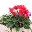 Cyclamen Wooden Sqaure Heart Bedding Planter - Design 2 Alternative Image