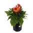 Dahlia Collection 4L Pot BeddingAlternative Image2