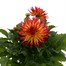 Dahlia Collection 4L Pot BeddingAlternative Image3