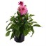 Dahlia Collection 4L Pot BeddingAlternative Image4