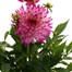 Dahlia Collection 4L Pot BeddingAlternative Image5