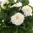 Dahlia Collection 4L Pot BeddingAlternative Image1