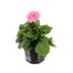 Dahlia Dahlieta Pink 13cm Pot BeddingAlternative Image1