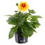 Dahlia Dahlieta Yellow 13cm Pot BeddingAlternative Image1