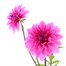 Dahlia Dark Pink 2L Pot BeddingAlternative Image1