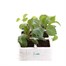 Dahlia Diablo Mixed 6 Pack Boxed BeddingAlternative Image1