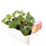 Dahlia Diablo Mixed 6 Pack Boxed BeddingAlternative Image2