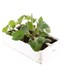 Dahlia Diablo Mixed 6 Pack Boxed BeddingAlternative Image3
