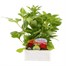 Dahlia Figaro 6 Pack Boxed BeddingAlternative Image1