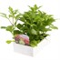 Dahlia Figaro 6 Pack Boxed BeddingAlternative Image3