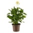Dahlia Grande 2L Pot BeddingAlternative Image1