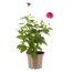 Dahlia Grande Dark Pink 2L Pot BeddingAlternative Image1