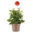 Dahlia Grande Orange Bi - Colour 2L Pot BeddingAlternative Image1