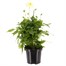 Dahlia Maggiore Fun Pastel 4L Pot BeddingAlternative Image1