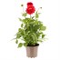 Dahlia Maggiore Red 4L Pot BeddingAlternative Image1