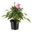 Dahlia Maggiore Rose Bi Colour 4L Pot BeddingAlternative Image1