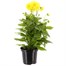Dahlia Maggiore Yellow 4L Pot Bedding Alternative Image1