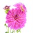 Dahlia Pink/Yellow 2L Pot BeddingAlternative Image1
