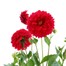 Dahlia Red 2L Pot BeddingAlternative Image1