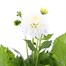 Dahlia White 2L Pot BeddingAlternative Image1