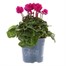 Cyclamen Dark Pink Indoor Houseplant - 11cm Pot Alternative Image