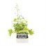 Delphinium Magic Fountains 6 Pack Boxed Bedding Alternative Image