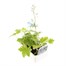 Delphinium Magic Fountains 6 Pack Boxed Bedding Alternative Image