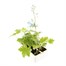 Delphinium Magic Fountains 6 Pack Boxed Bedding Alternative Image