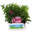 Dianthus Corona Cherry Magic Jumbo 6 Pack Boxed BeddingAlternative Image1