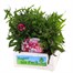 Dianthus Corona Cherry Magic Jumbo 6 Pack Boxed BeddingAlternative Image2