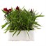 Dianthus Diamond Red 6 Pack Boxed Bedding Alternative Image
