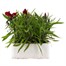 Dianthus Diamond Red 6 Pack Boxed BeddingAlternative Image2