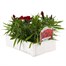 Dianthus Diamond Red 6 Pack Boxed Bedding Alternative Image
