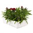 Dianthus Diamond Red 6 Pack Boxed Bedding Alternative Image
