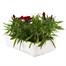 Dianthus Diamond Red 6 Pack Boxed BeddingAlternative Image4