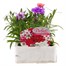 Dianthus Diana Mixed 6 Pack Boxed Bedding Alternative Image