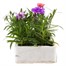 Dianthus Diana Mixed 6 Pack Boxed Bedding Alternative Image